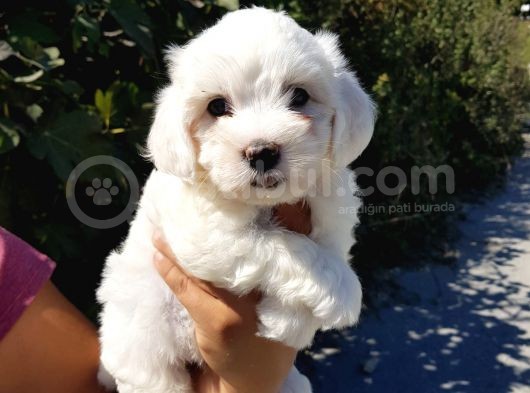 Orji̇nal Maltese Yavrular(Ücretsi̇z Deği̇ldi̇r) görsel