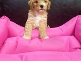 ORJİNAL MALTİPOO YAVRULAR(ÜCRETSİZ DEĞİLDİR)