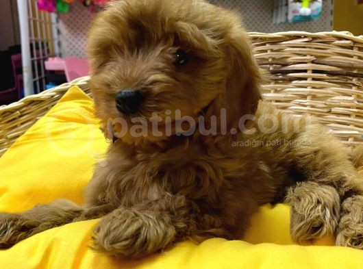 Orji̇nal Cockapoo Yavrular(Ücretsi̇z Deği̇ldi̇r) görsel