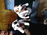 Orji̇nal Jack Russell Yavrular(Ücretsi̇z Deği̇ldi̇r)