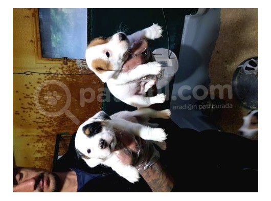 Orji̇nal Jack Russell Yavrular(Ücretsi̇z Deği̇ldi̇r) görsel