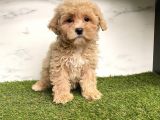 Dizayn Irk Maltipoo Mini Yavrularımız