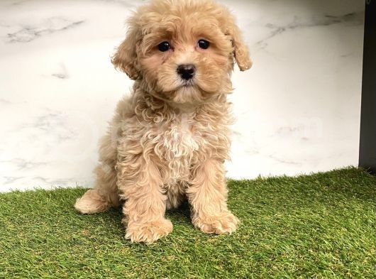 Dizayn Irk Maltipoo Mini Yavrularımız görsel
