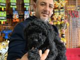 Siyah Poodle Yavrumuz