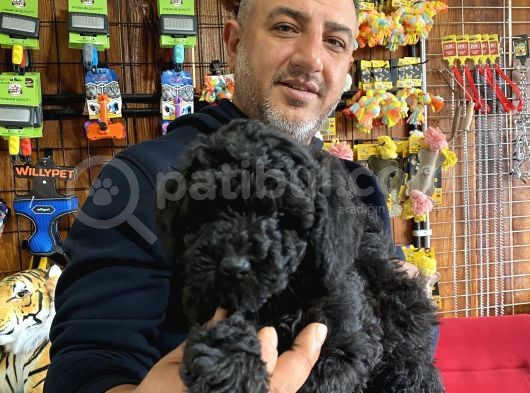 Siyah Poodle Yavrumuz görsel