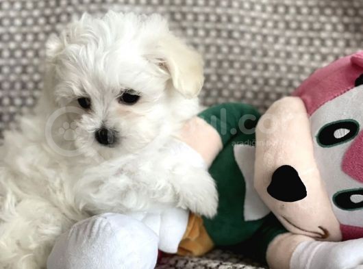 Maltese Bebeklerimiz Yeni Yuvasına Gitmeye Hazır görsel