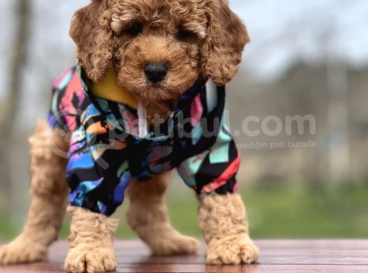 Babyface Toy Poodle Yavrularımız görsel