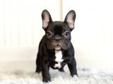 Veteriner Hekim kontrolünde French Bulldog Yavrular