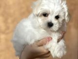 Maltese Bebeklerimiz Yeni Yuvasına Gitmeye Hazır