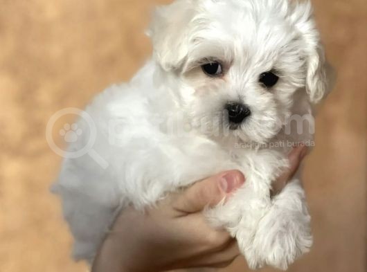 Maltese Bebeklerimiz Yeni Yuvasına Gitmeye Hazır görsel