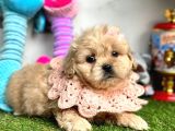 Tüy Dökmeyen Maltipoo Dizayn Irk Yavrular