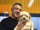 Orjinal  Maltipoo Yavruları Burkem Den