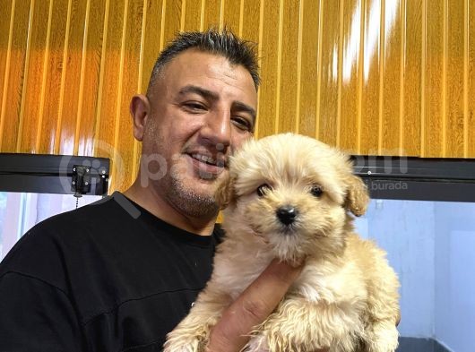 Orjinal  Maltipoo Yavruları Burkem Den görsel