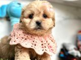Tüy Dökmeyen Maltipoo Dizayn Irk Yavrular