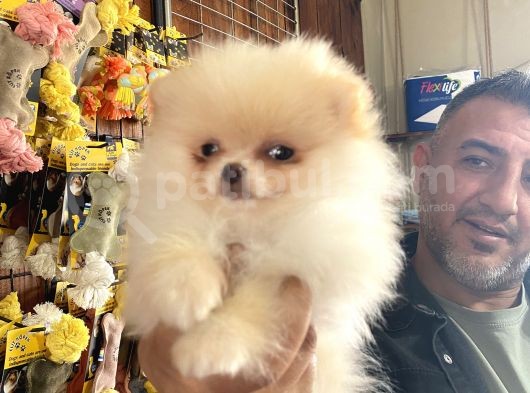 Ayı Suratlı Pomerian Boo Yavruları Burkemden görsel