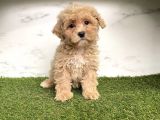 Dizayn Irk Maltipoo Mini Yavrularımız