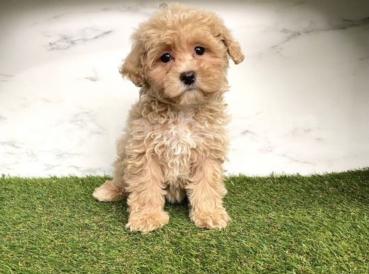 Dizayn Irk Maltipoo Mini Yavrularımız görsel