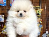 Ayı Suratlı Pomerian Boo Yavruları Burkemden