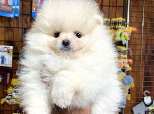 Ayı Suratlı Pomerian Boo Yavruları Burkemden görsel