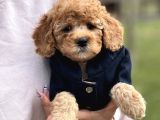 Birbirinden Güzel Orjinal Toy Poodle Yavrularımız