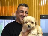 Orjinal  Maltipoo Yavruları Burkem Den