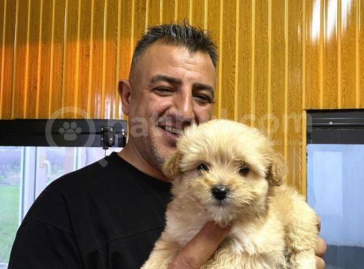 Orjinal  Maltipoo Yavruları Burkem Den görsel