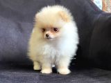 Ayı Suratlı Pomerian Boo Yavruları Burkemden