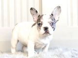 Veteriner Hekim Kontrolünde French Bulldog Yavrular
