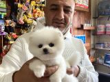 Ayı Suratlı Pomerian Boo Yavruları Burkemden