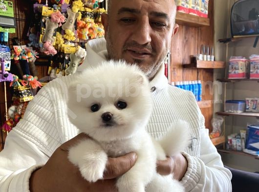 Ayı Suratlı Pomerian Boo Yavruları Burkemden görsel
