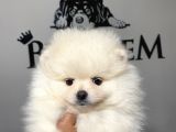 Ayı suratlı pomerian boo yavruları burkemden