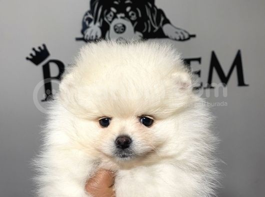 Ayı suratlı pomerian boo yavruları burkemden