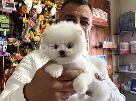 Ayı Suratlı Pomerian Boo Yavruları Burkemden görsel