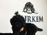 Siyah Poodle Yavrumuz