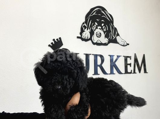 Siyah Poodle Yavrumuz görsel