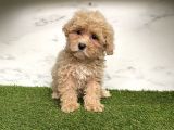 Dizayn Irk Maltipoo Mini Yavrularımız