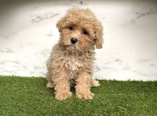 Dizayn Irk Maltipoo Mini Yavrularımız