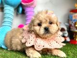 Tüy Dökmeyen Maltipoo Dizayn Irk Yavrular