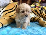 Orjinal  Maltipoo Yavruları Burkem Den