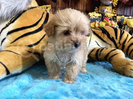 Orjinal  Maltipoo Yavruları Burkem Den görsel