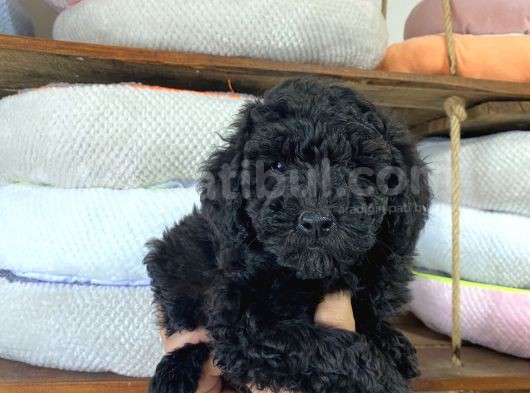Siyah Poodle Yavrumuz görsel