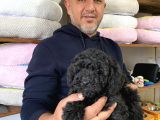 Siyah poodle yavrumuz