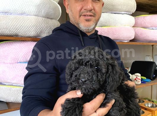 Siyah Poodle Yavrumuz
