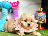 Tüy Dökmeyen Maltipoo Dizayn Irk Yavrular