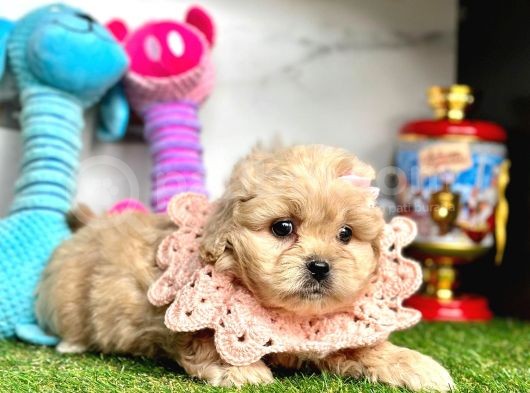 Tüy Dökmeyen Maltipoo Dizayn Irk Yavrular görsel
