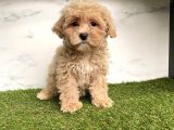 Dizayn Irk Maltipoo Mini Yavrularımız