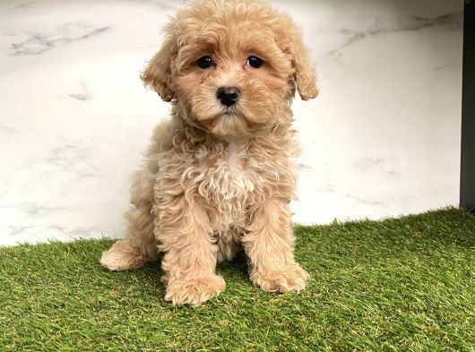 Dizayn Irk Maltipoo Mini Yavrularımız görsel
