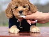 Birbirinden Güzel Orjinal Toy Poodle Yavrularımız