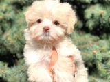 Yeşil Gözlü Morkie Yavrumuz