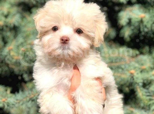 Yeşil Gözlü Morkie Yavrumuz görsel